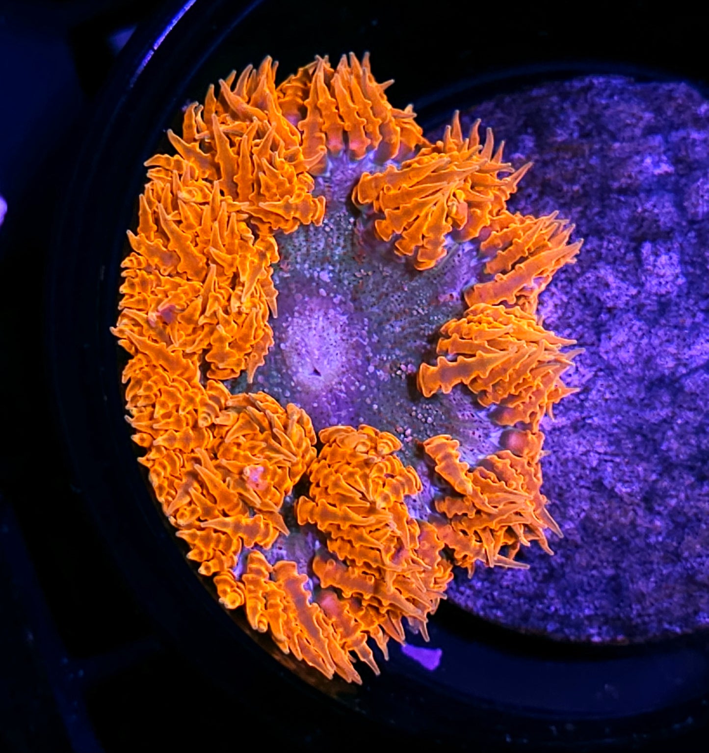Wildfire Flower Anemone