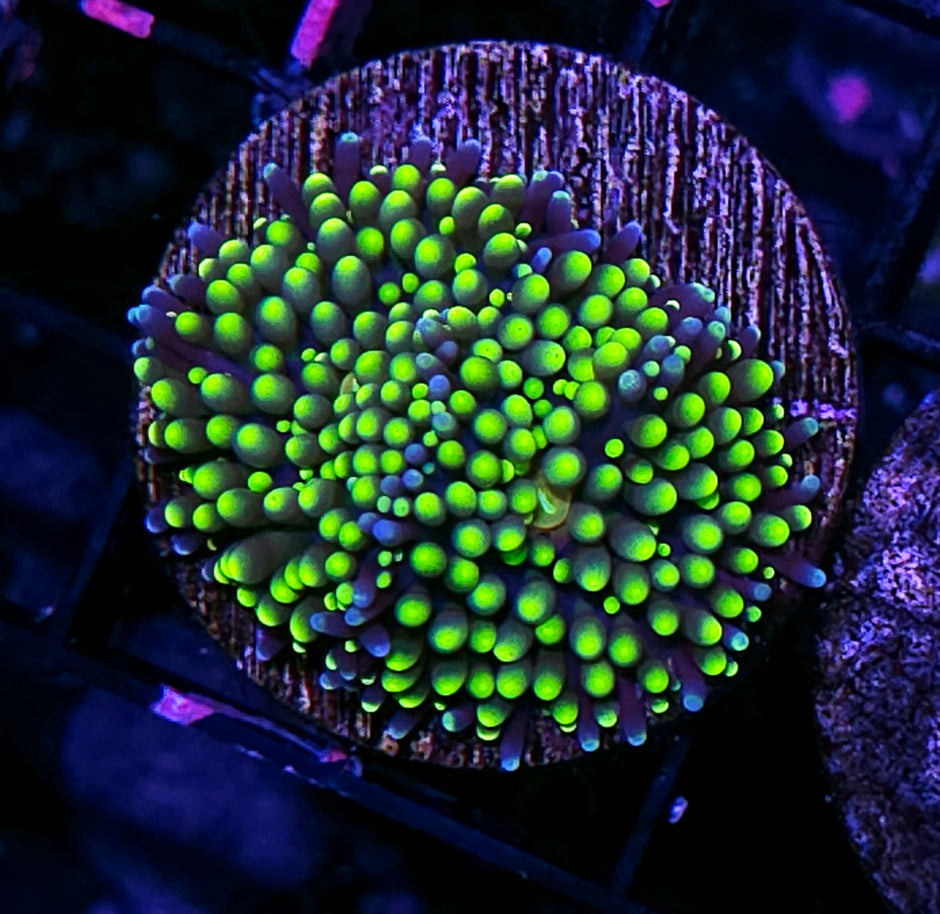 Electric Emeralds Ricordea