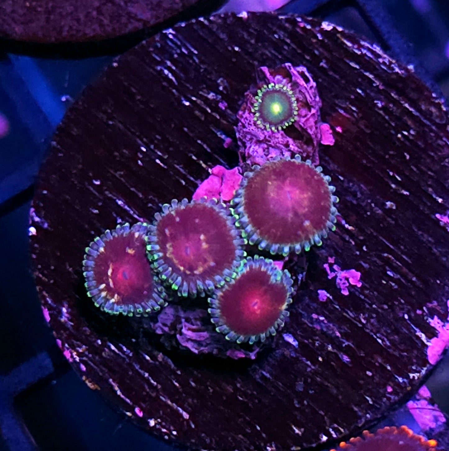 Dr Doom Zoas