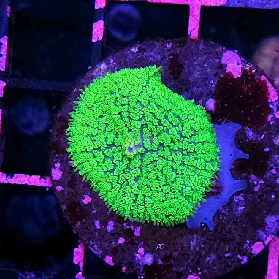 Kryptonite Gumdrop Mushroom