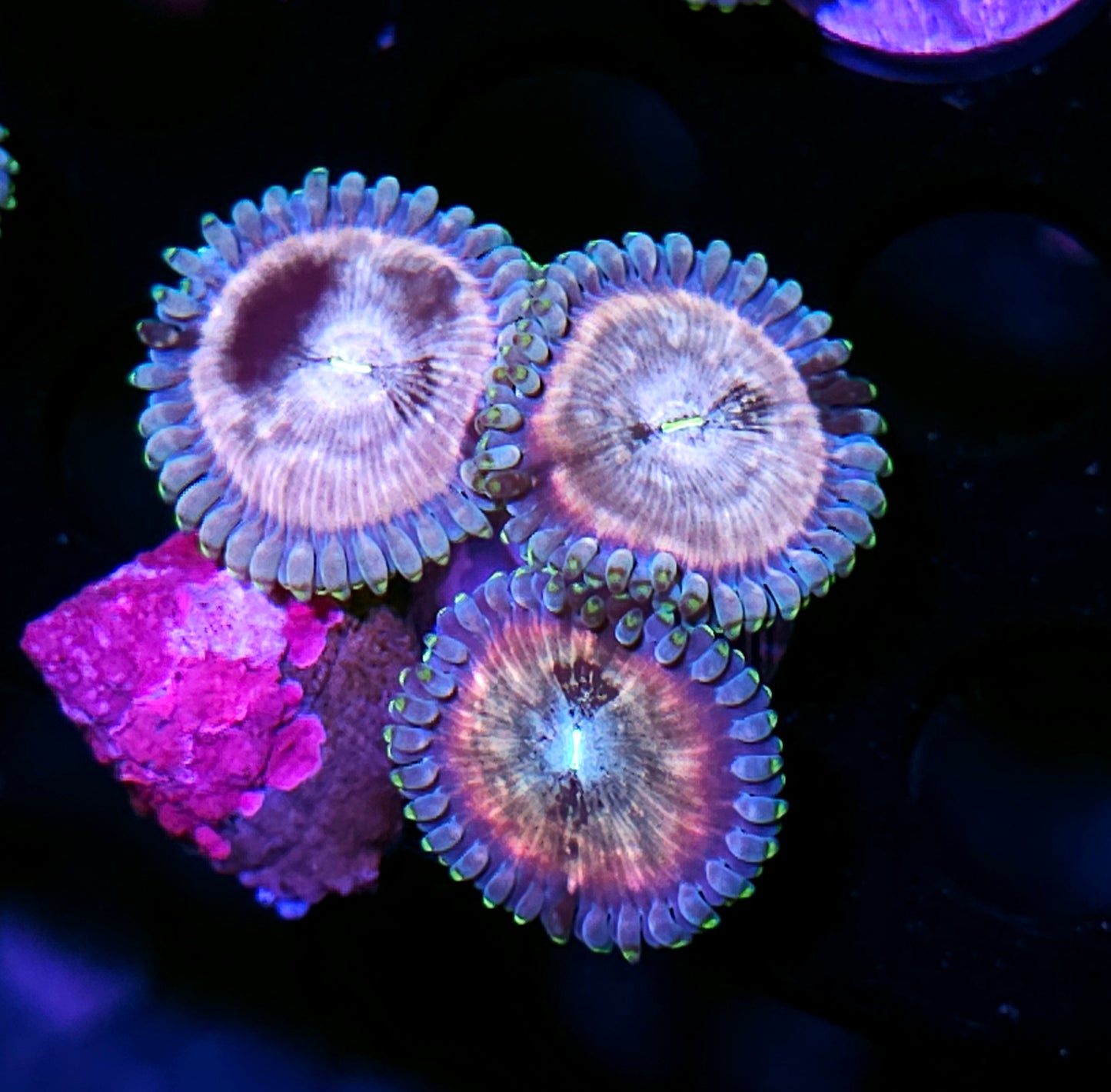 Space Chaos Zoas
