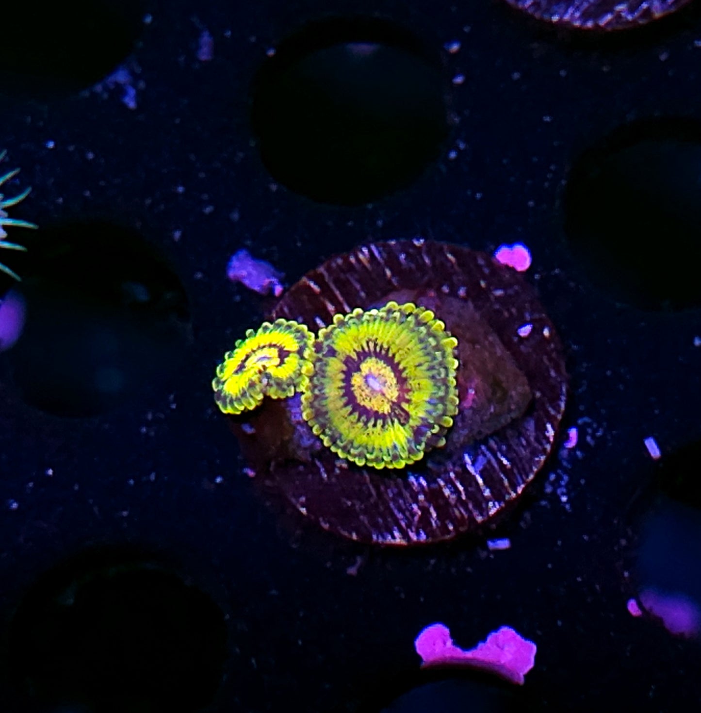 Krak Attack Zoas