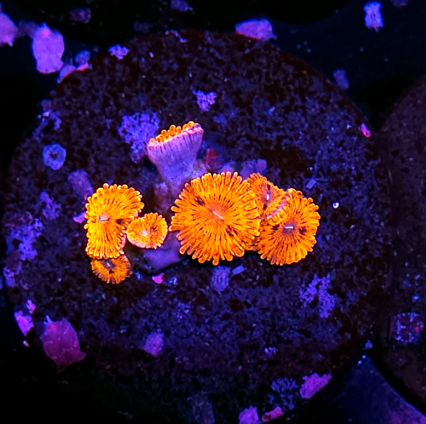 Burning Bowtie Zoas