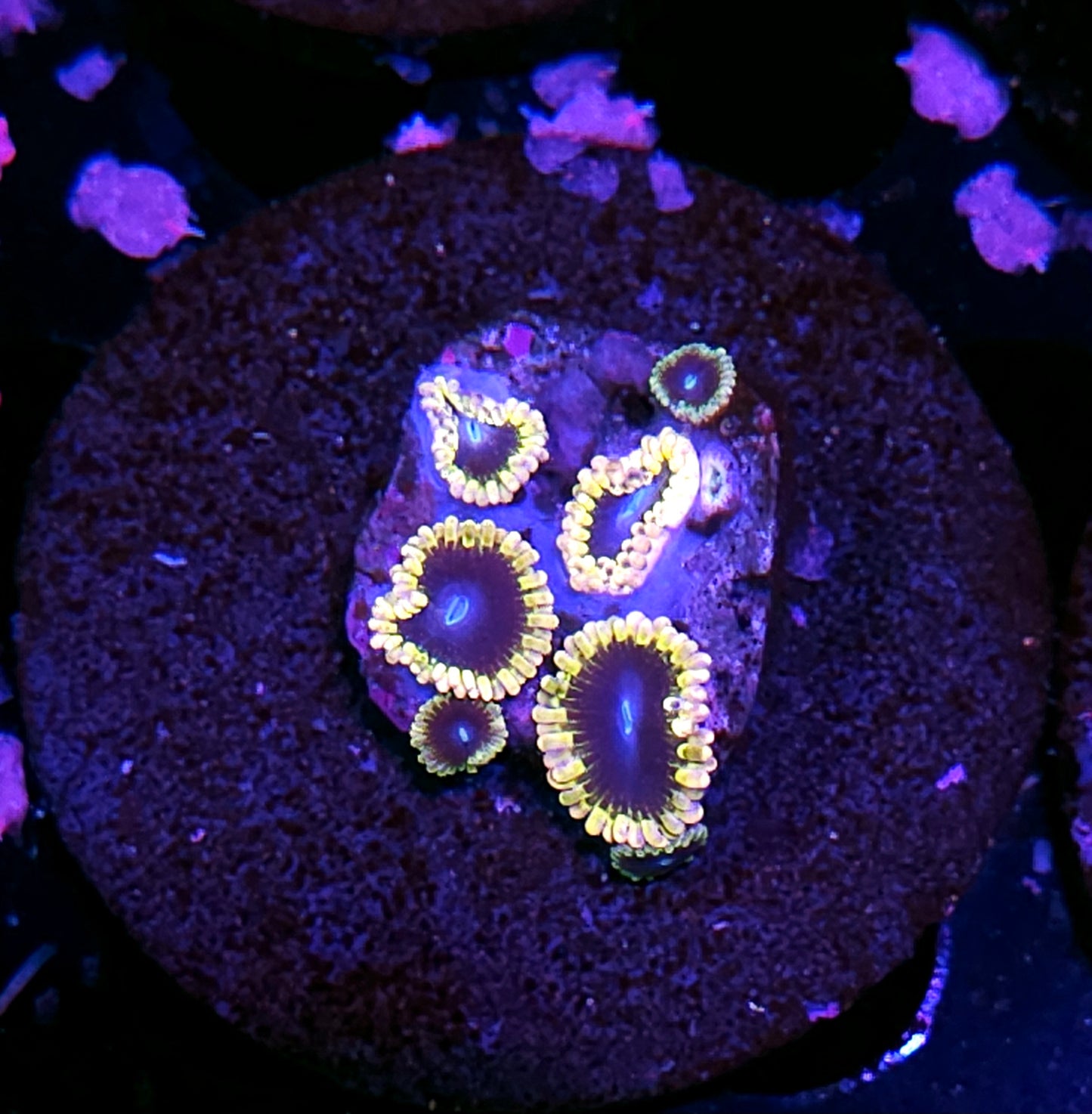 Black ⚫️ Hole Zoas