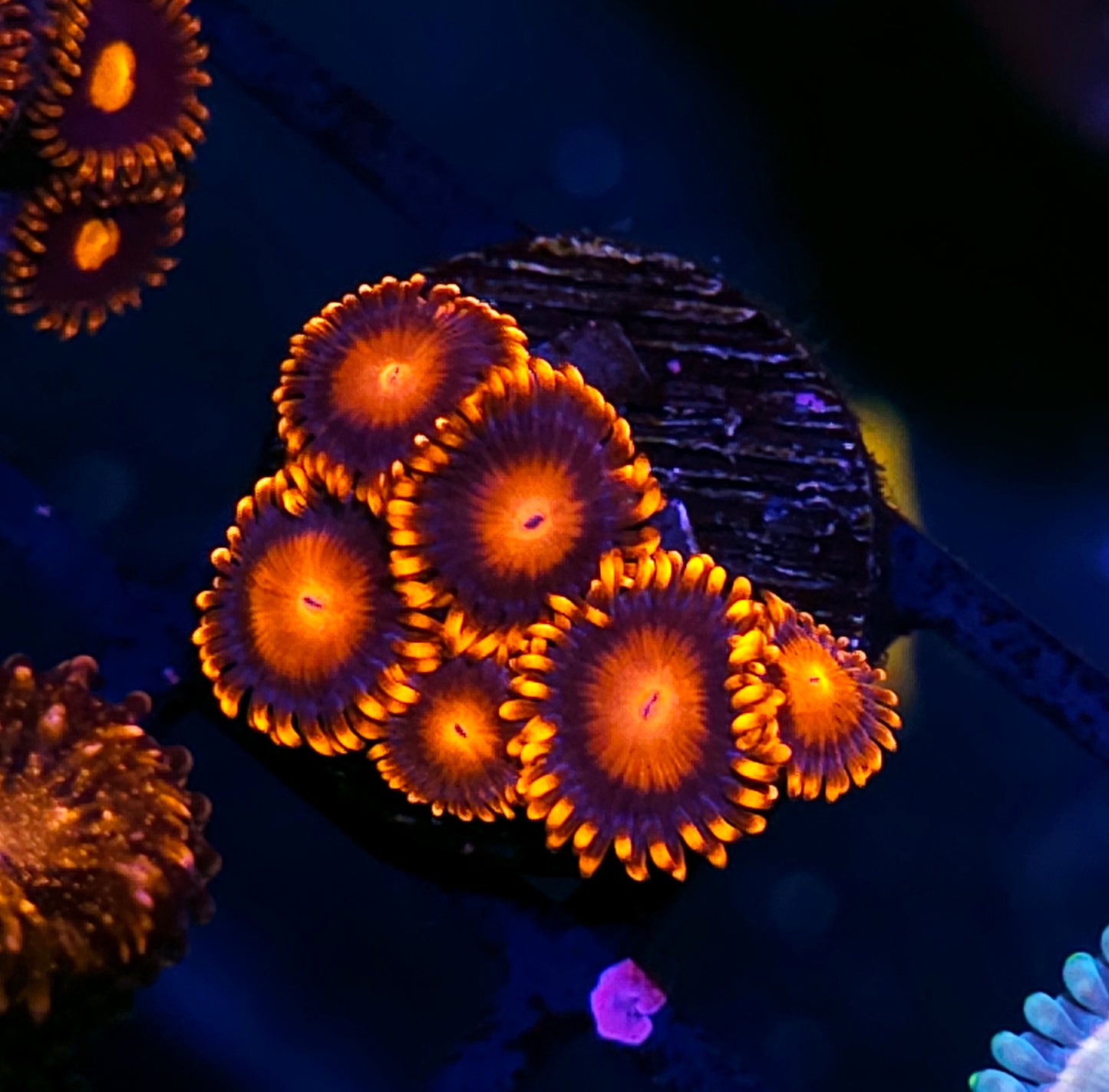 Bam Bam Zoas