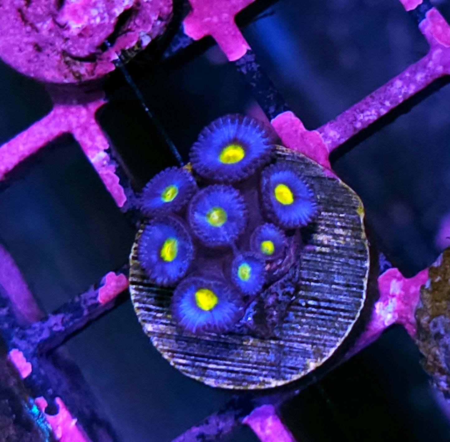 WWC A.O.I Zoas