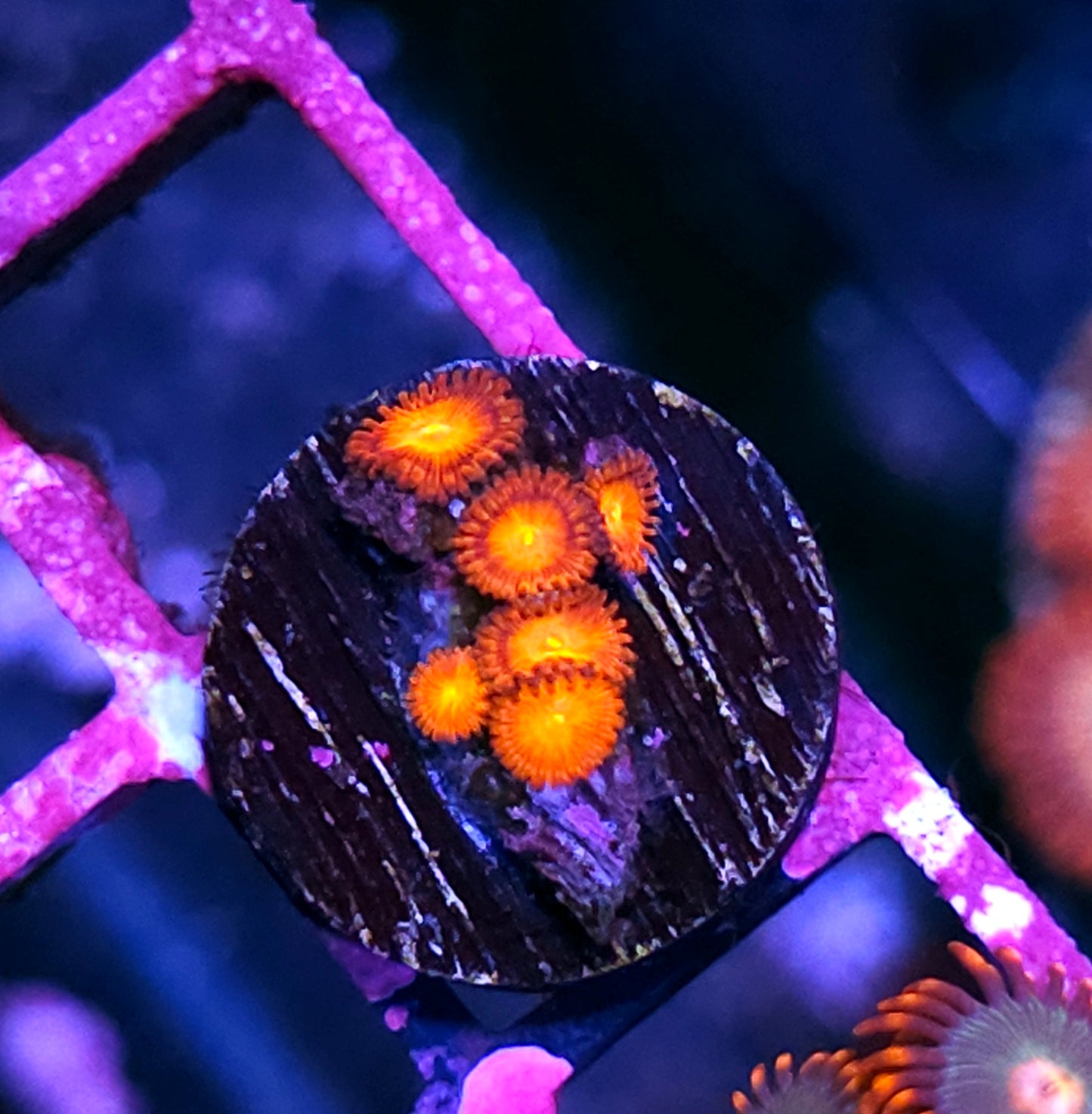 Charizard Zoas