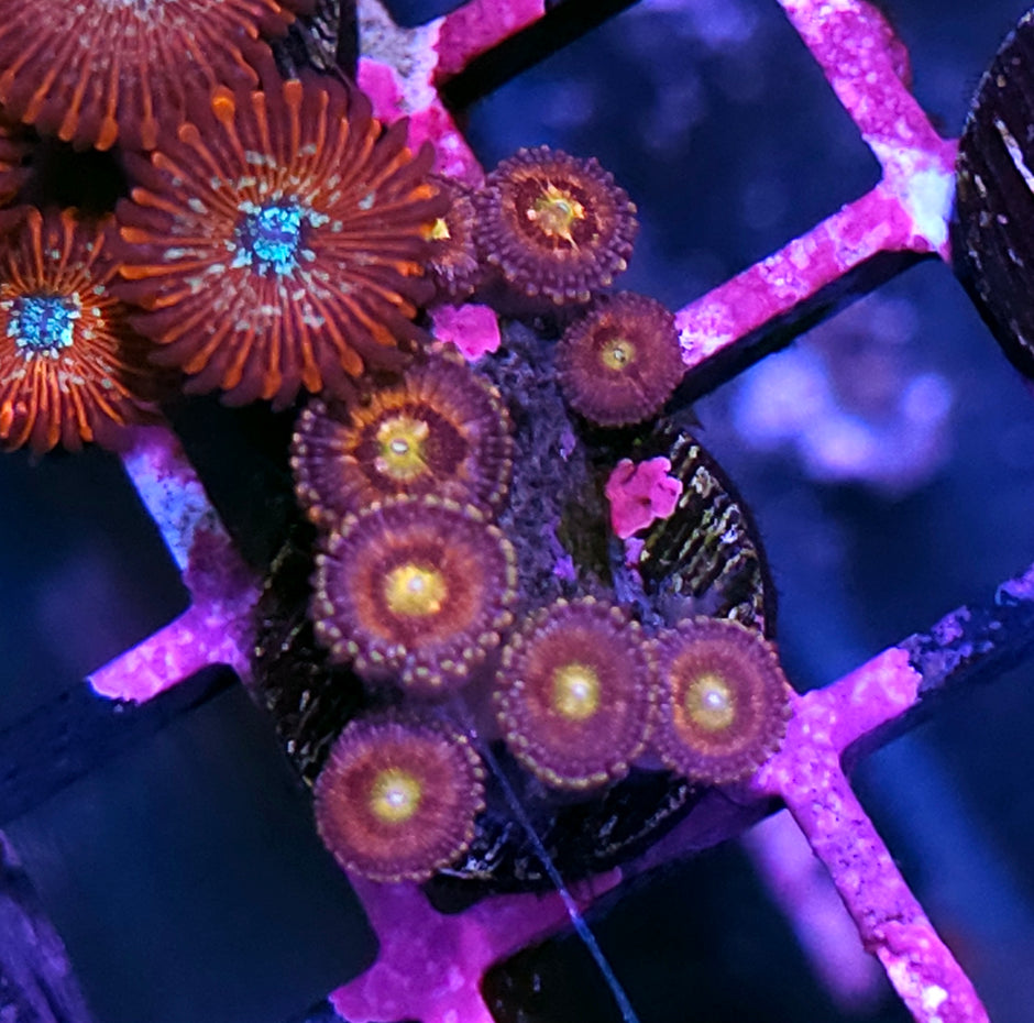 Kabuki Zoas