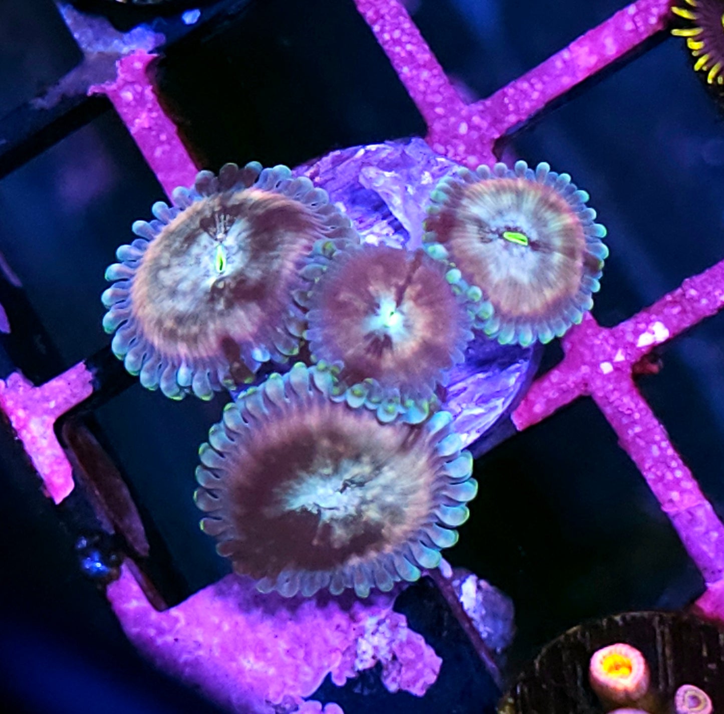 Space Chaos Zoas