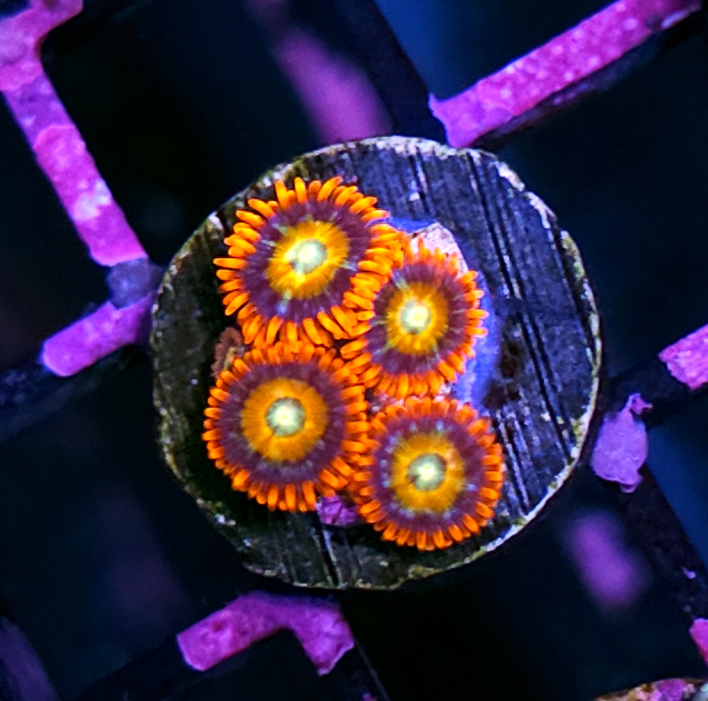 Shatterfield Zoas