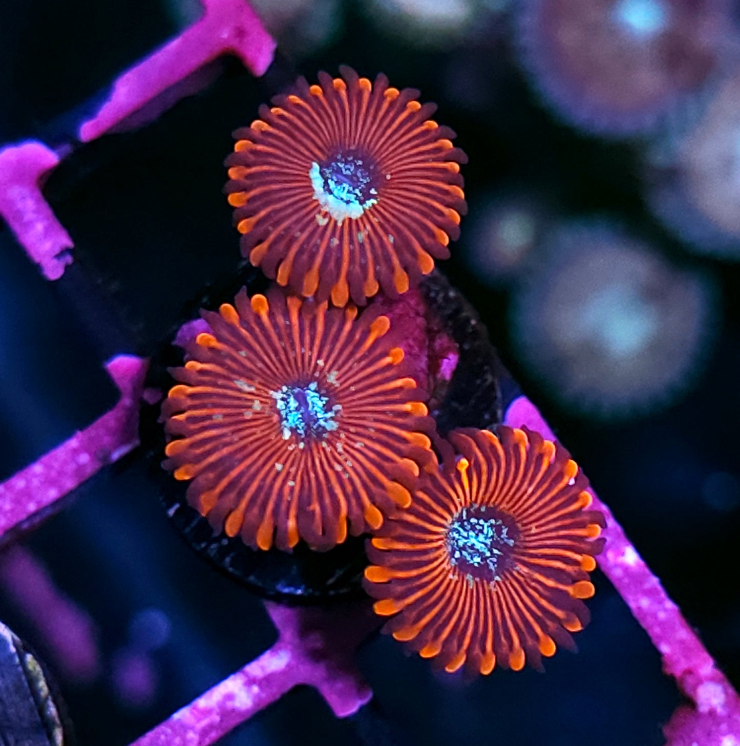 Salted Agave Zoas