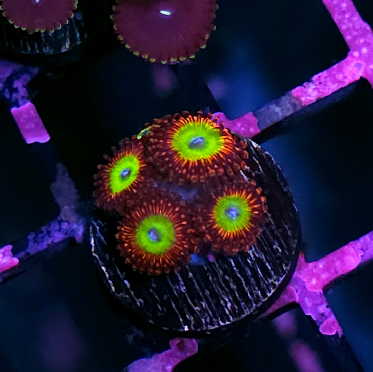 Candy Apple Red Zoas