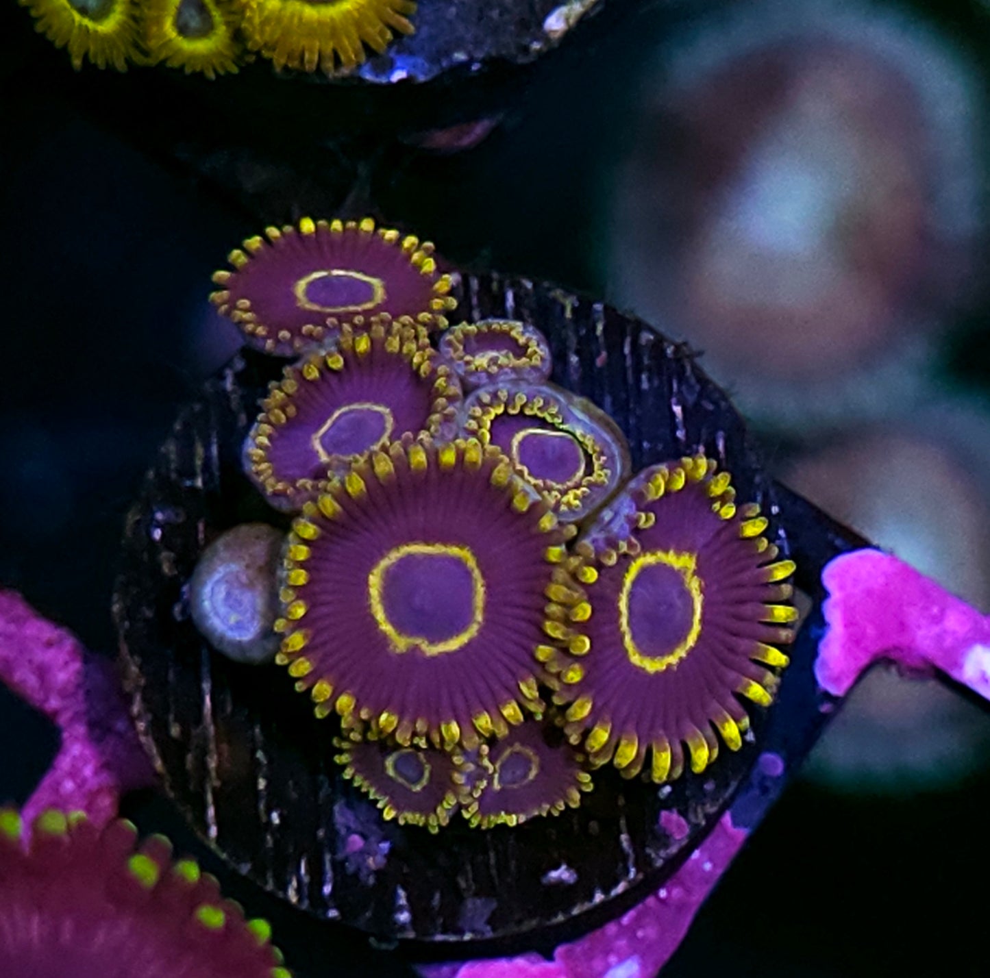 Purple Hornet Zoas