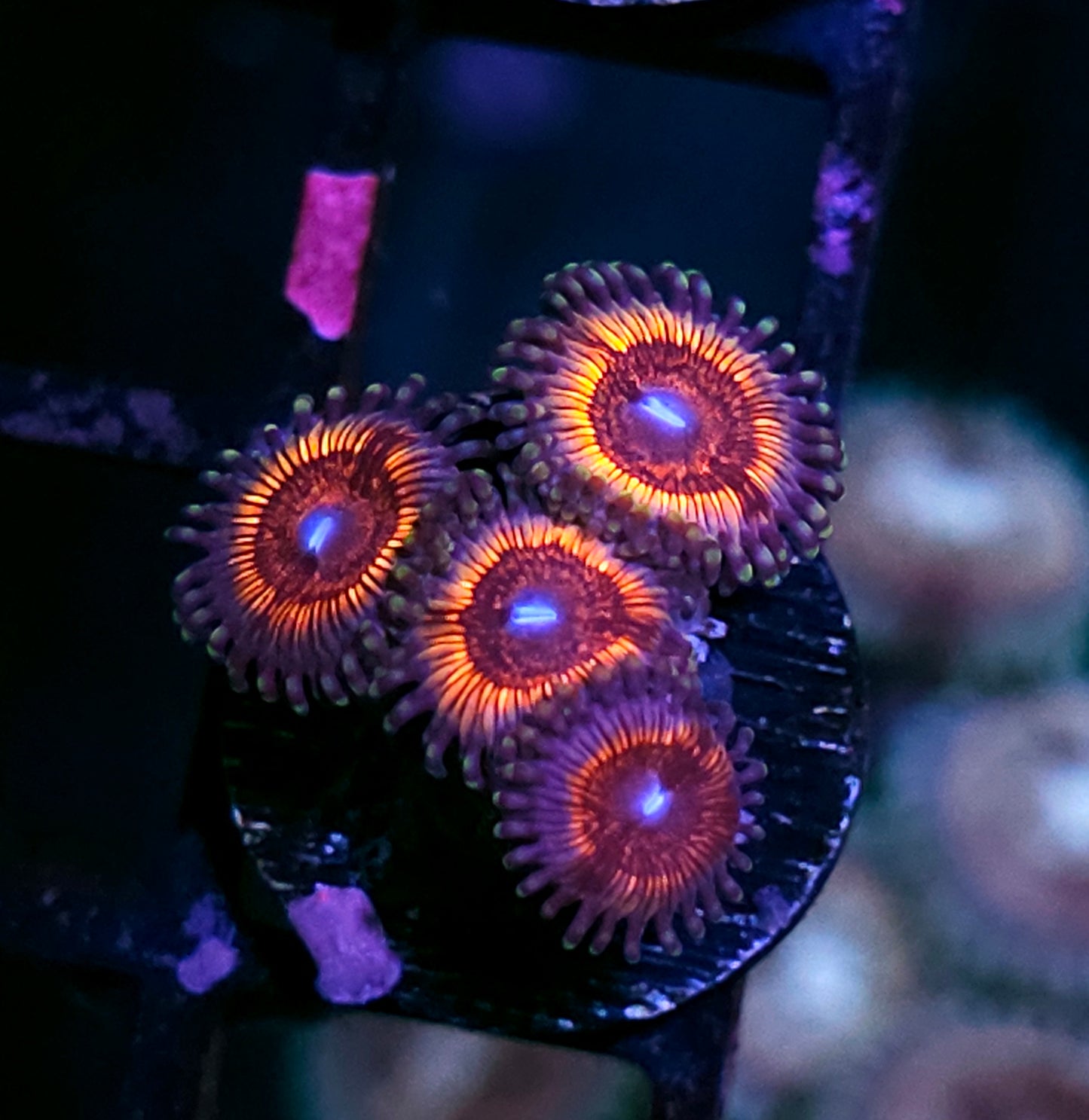 Pink Zipper Zoas