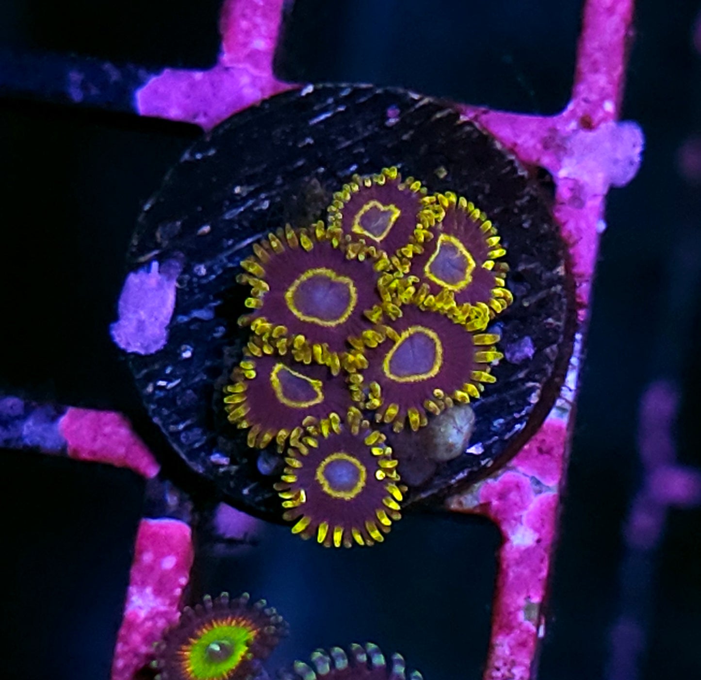 Purple Hornet Zoas