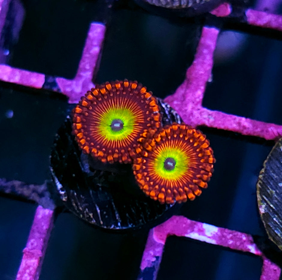 Flaming Mohican Zoas