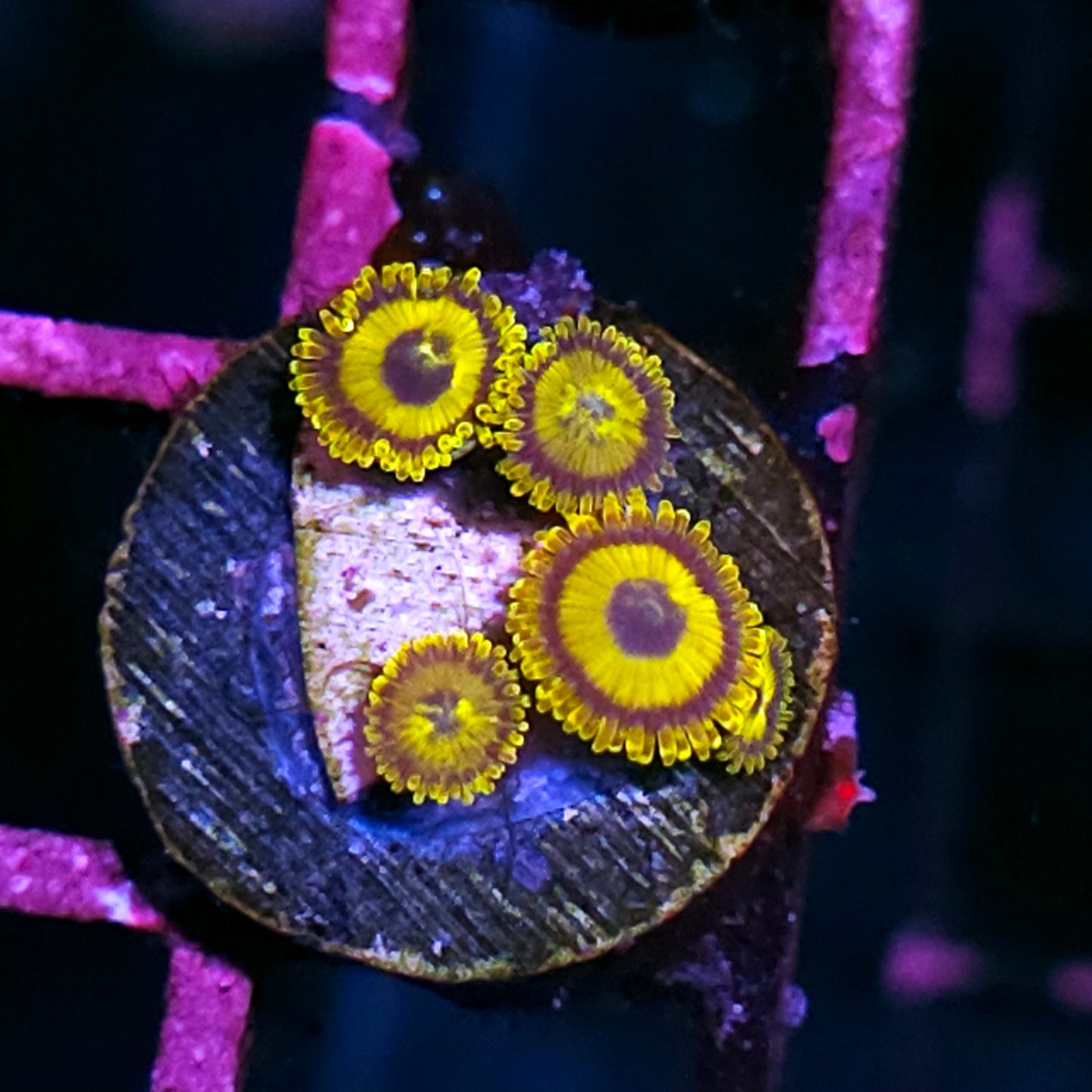 Next Generation Purple Hornet Zoas