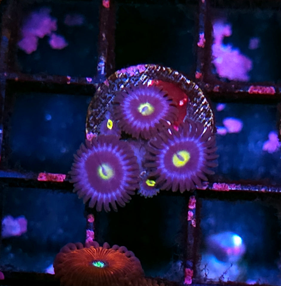 Bluebonic Plague Zoas