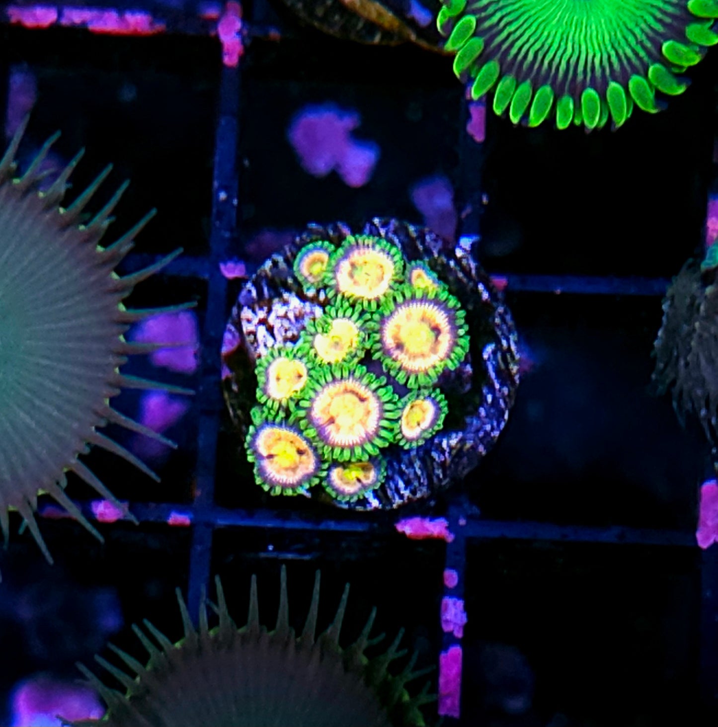 WWC Laser Lemon Zoas
