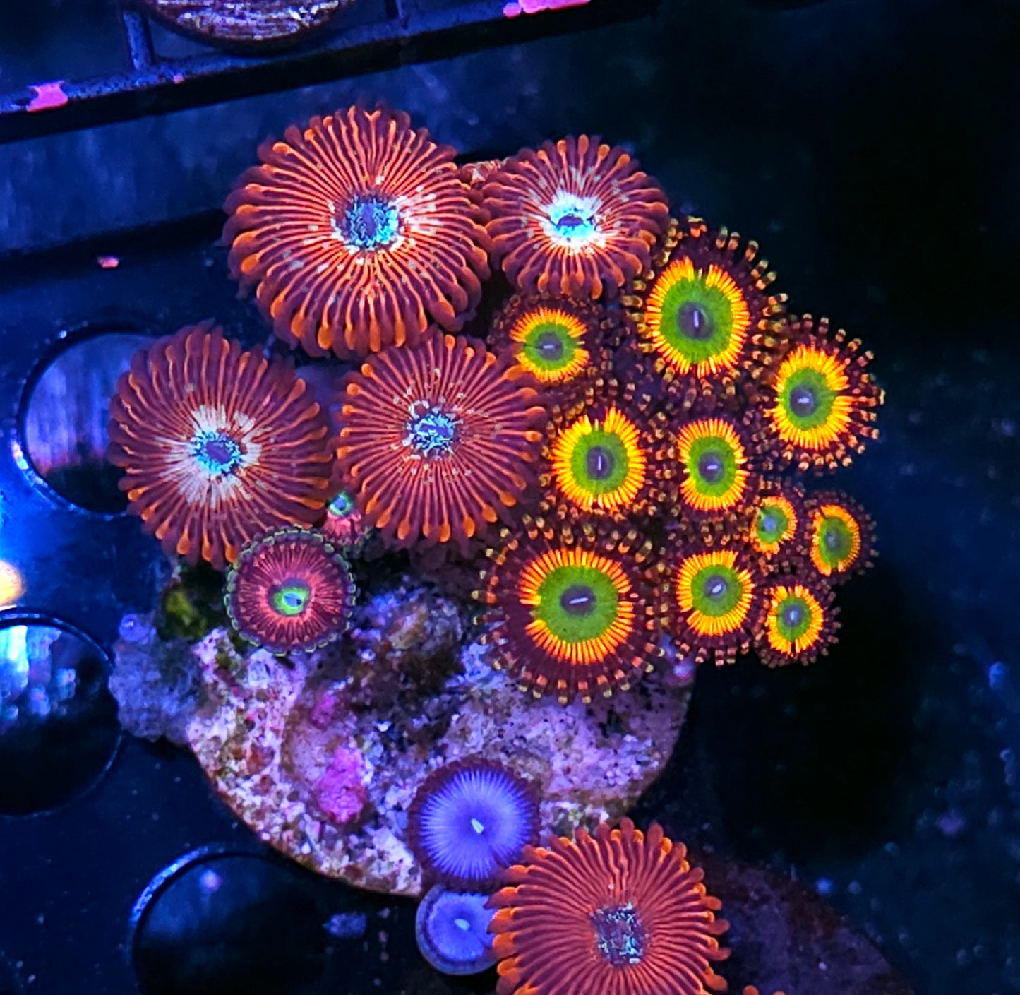 Bowser White Zombie Mix Zoa Colony