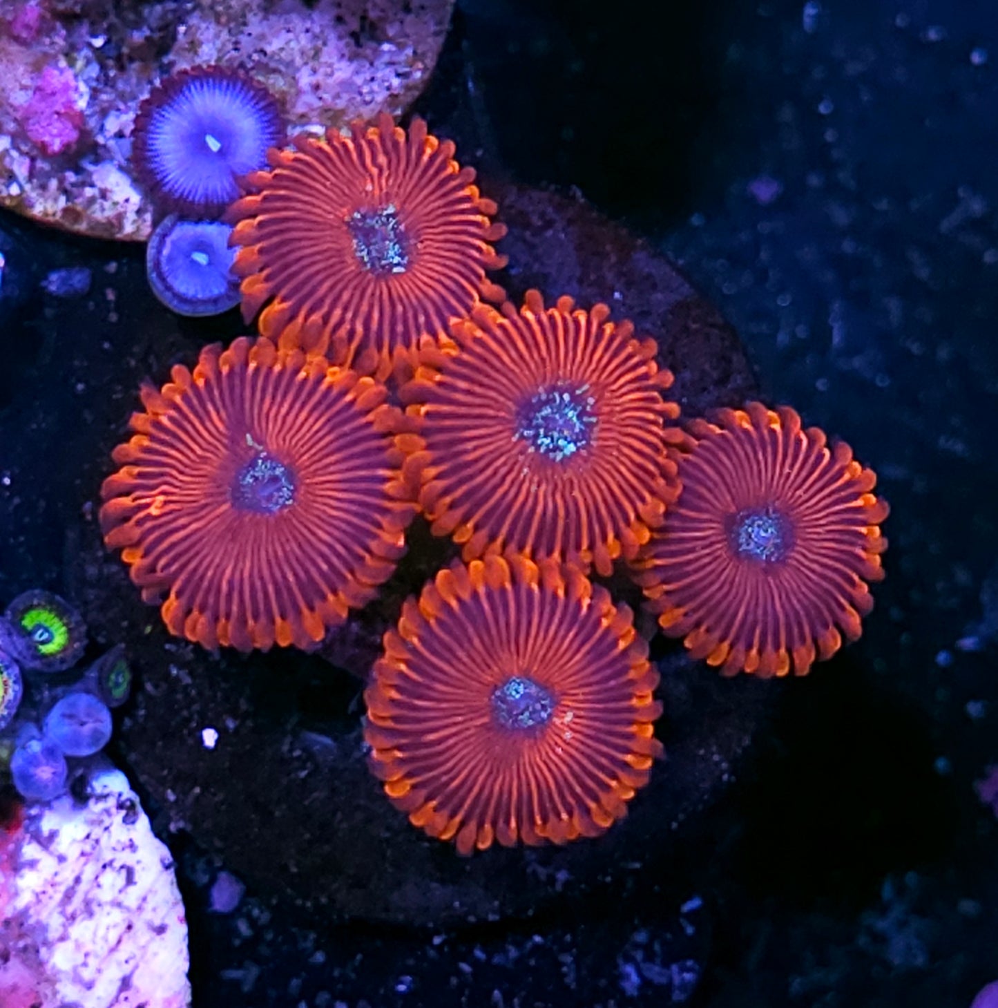 Magician Zoas