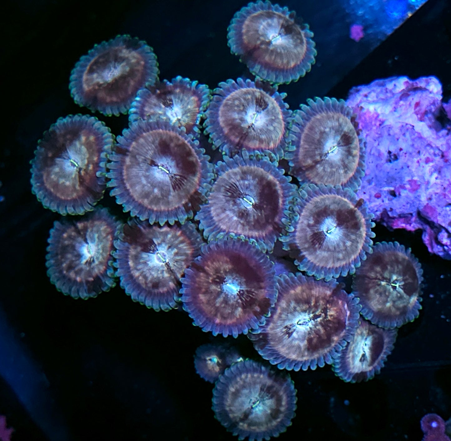 Space Chaos Zoa Colony