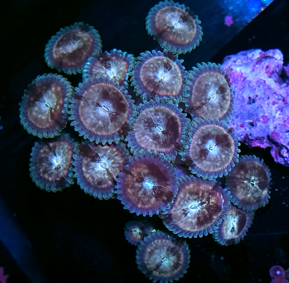 Space Chaos Zoa Colony