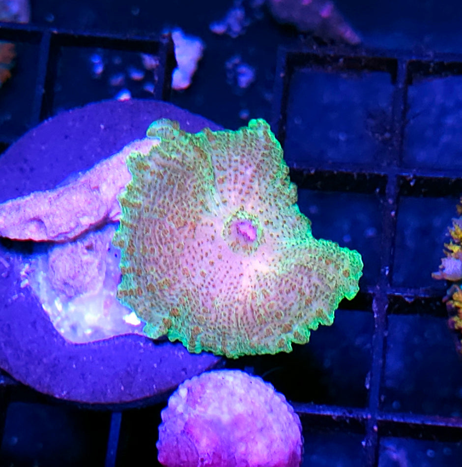 Funky Neglecta Umbrella Mushroom