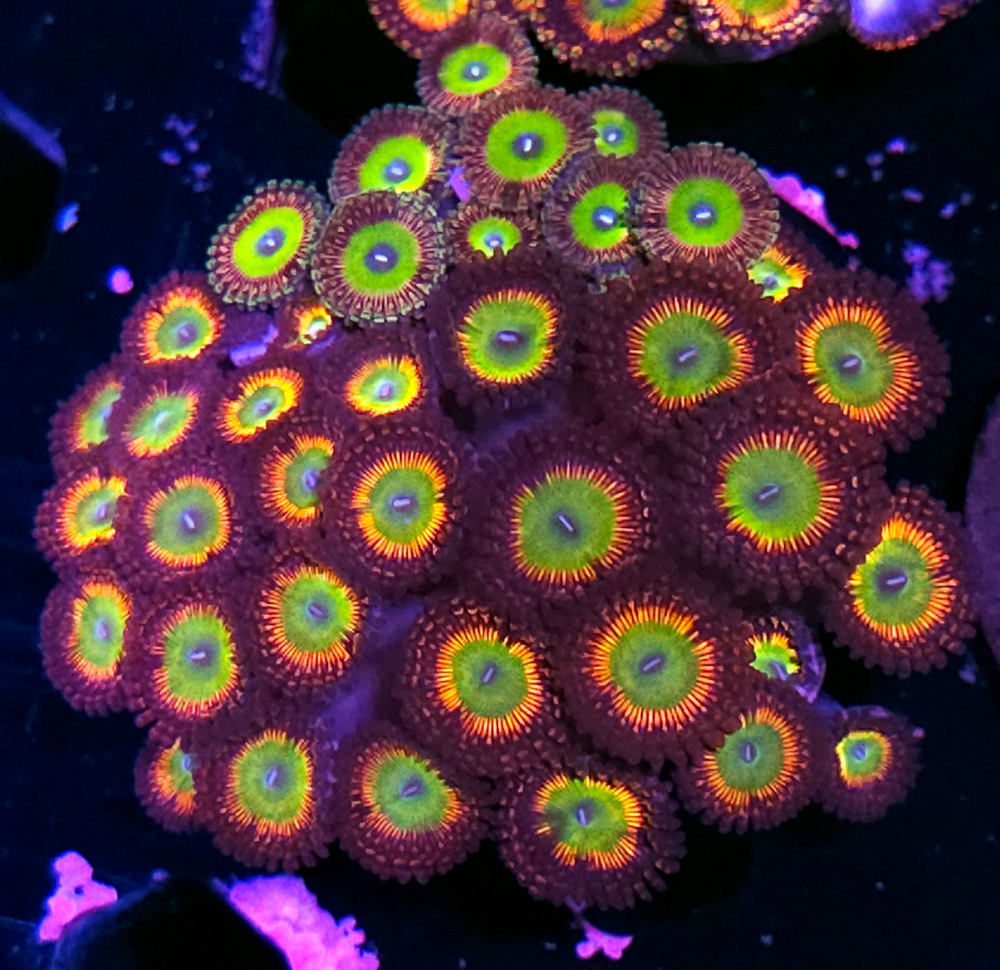 Insane Bowser Zoa Colony with Latin Lovers too