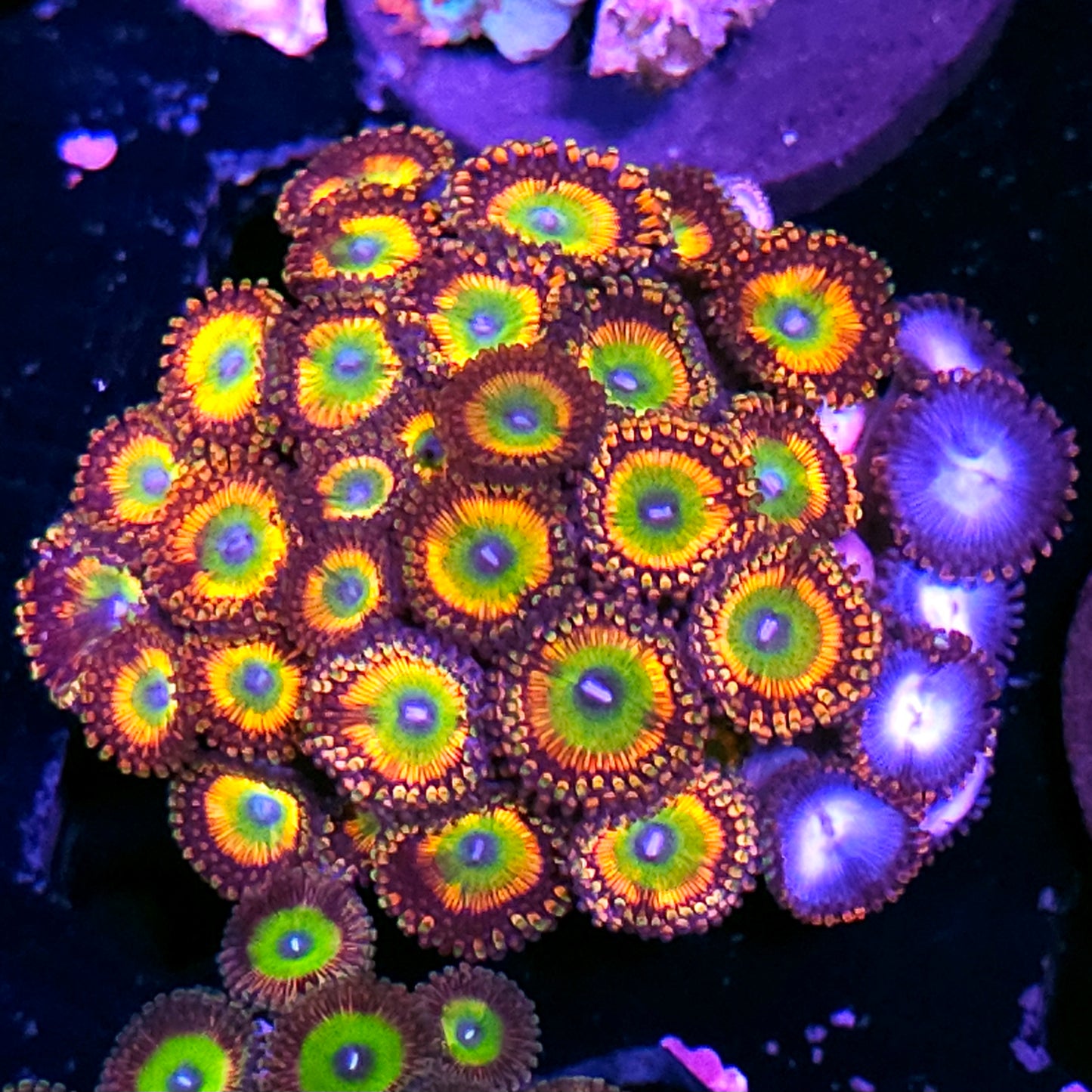 Insane Bowser Zoa Colony