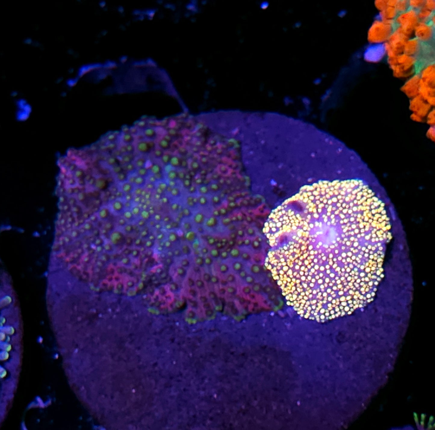 Lava Lamp & Interstellar Mushrooms