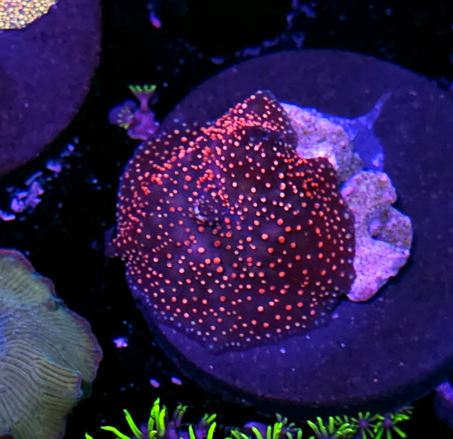 Red Interstellar Mushroom