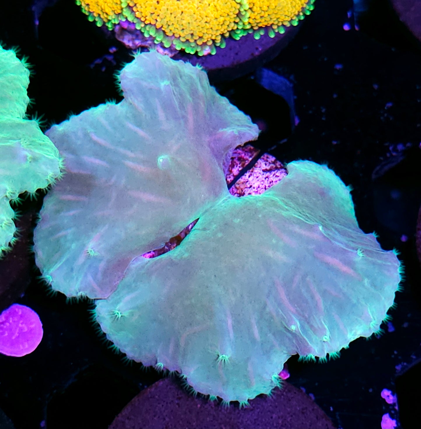 Cabbage Leather