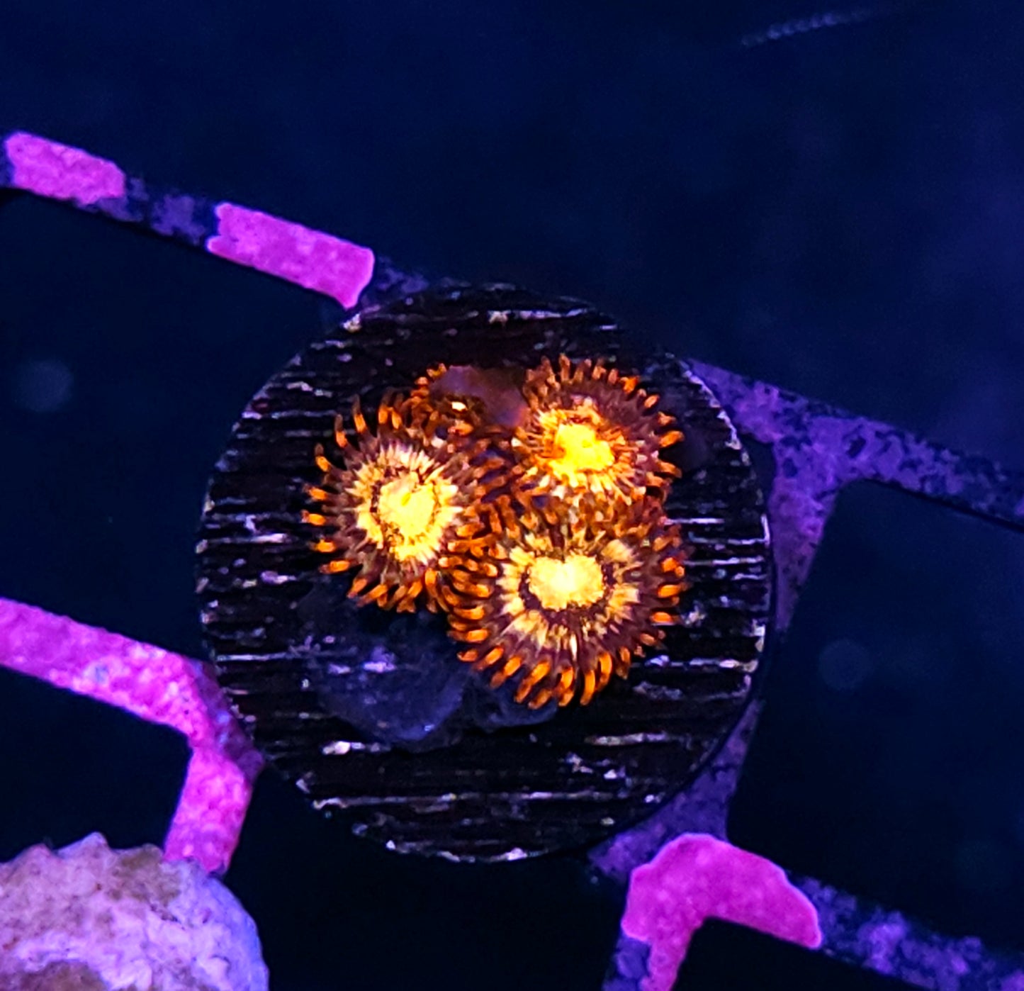 Combustion Zoas
