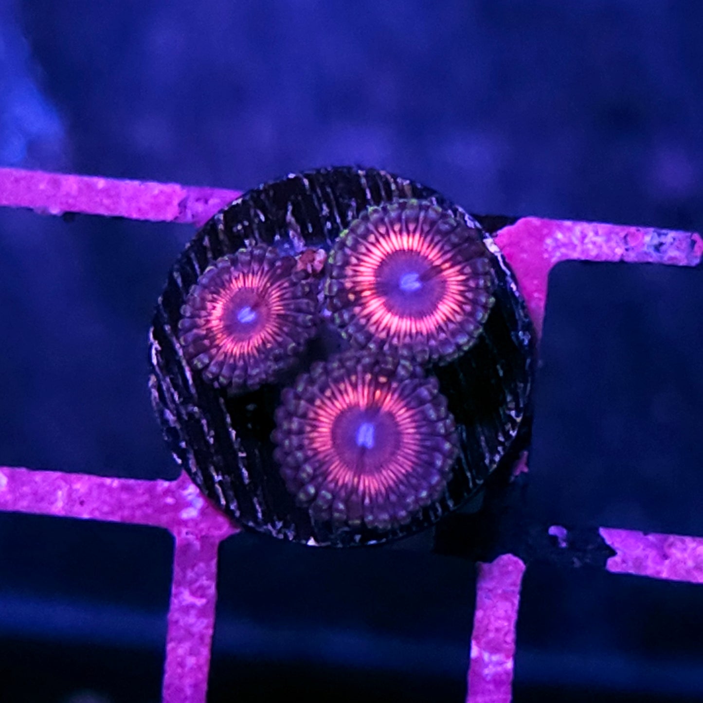 Punk Rock Zoas
