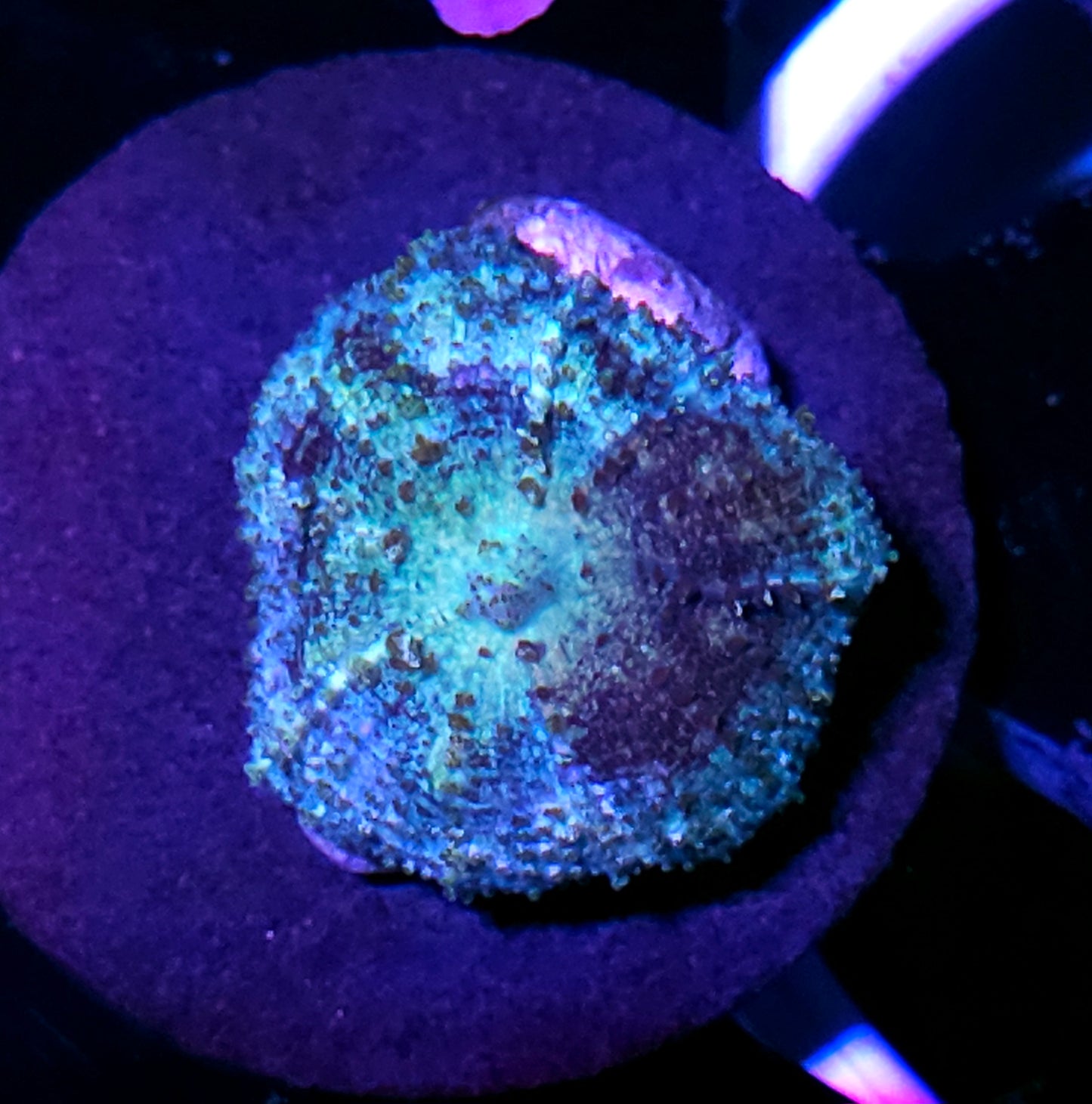Funky Carlgreni Mushroom