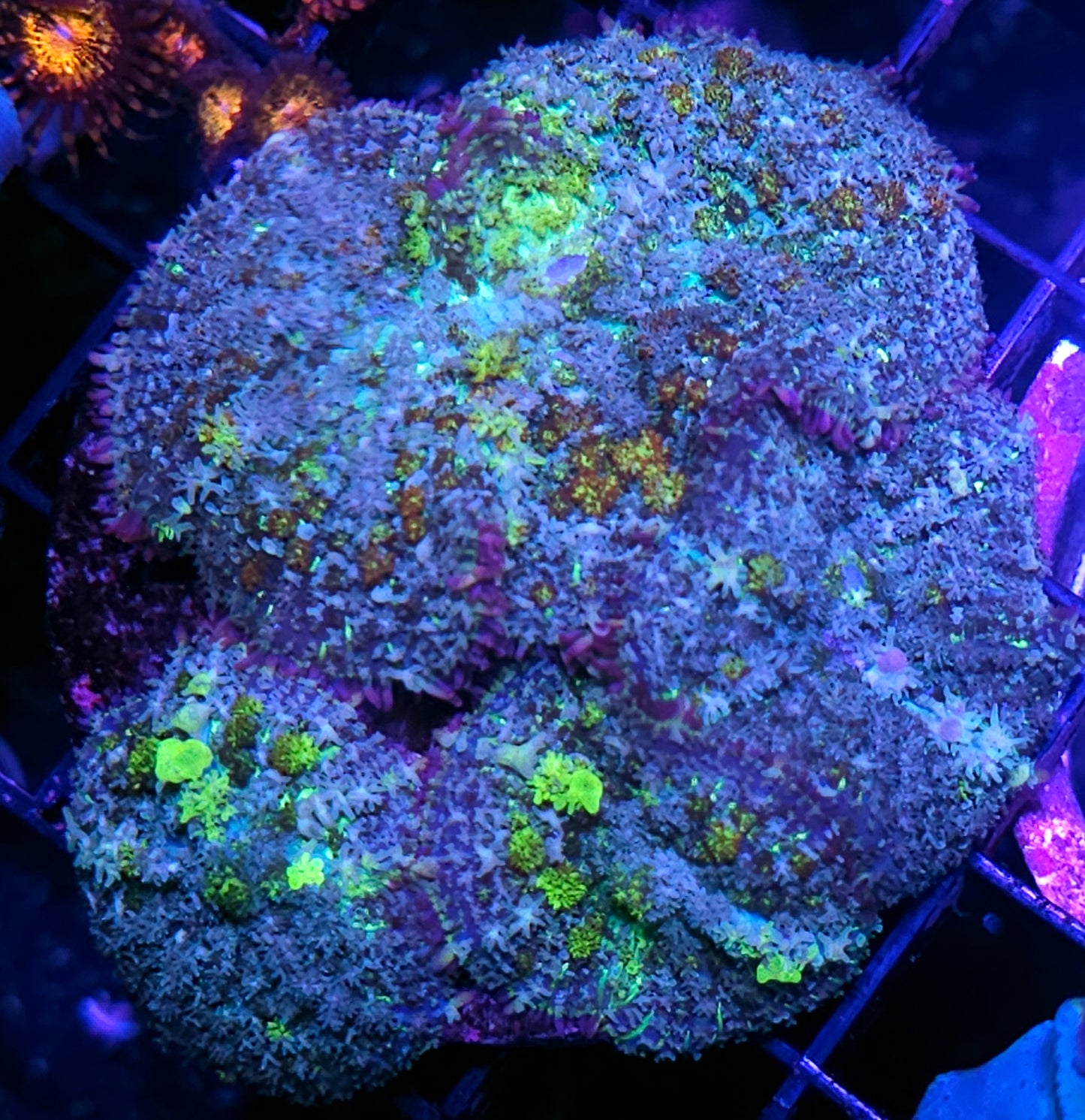 🤯Biohazard Bounce Mushroom Colony🤯