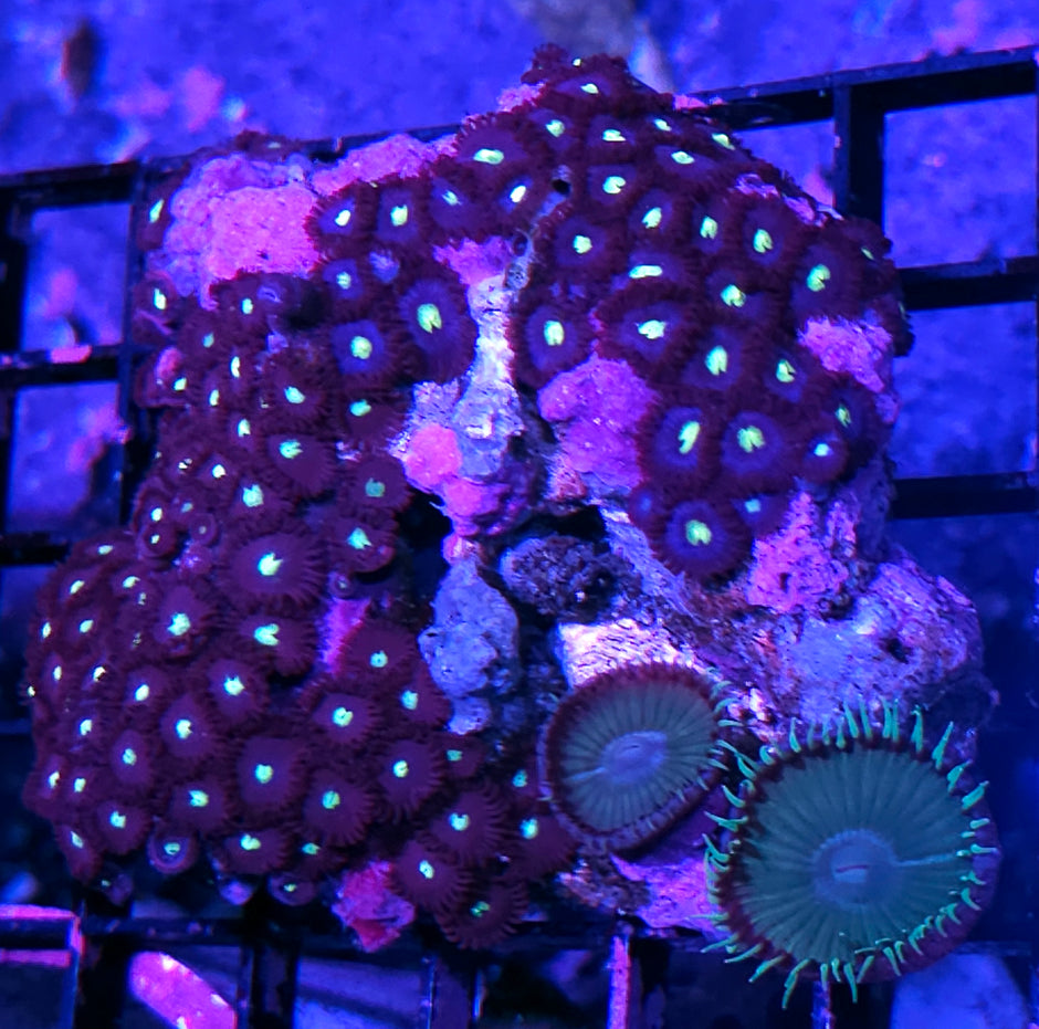 Blues Clues & Choco Mint Zoa Colony