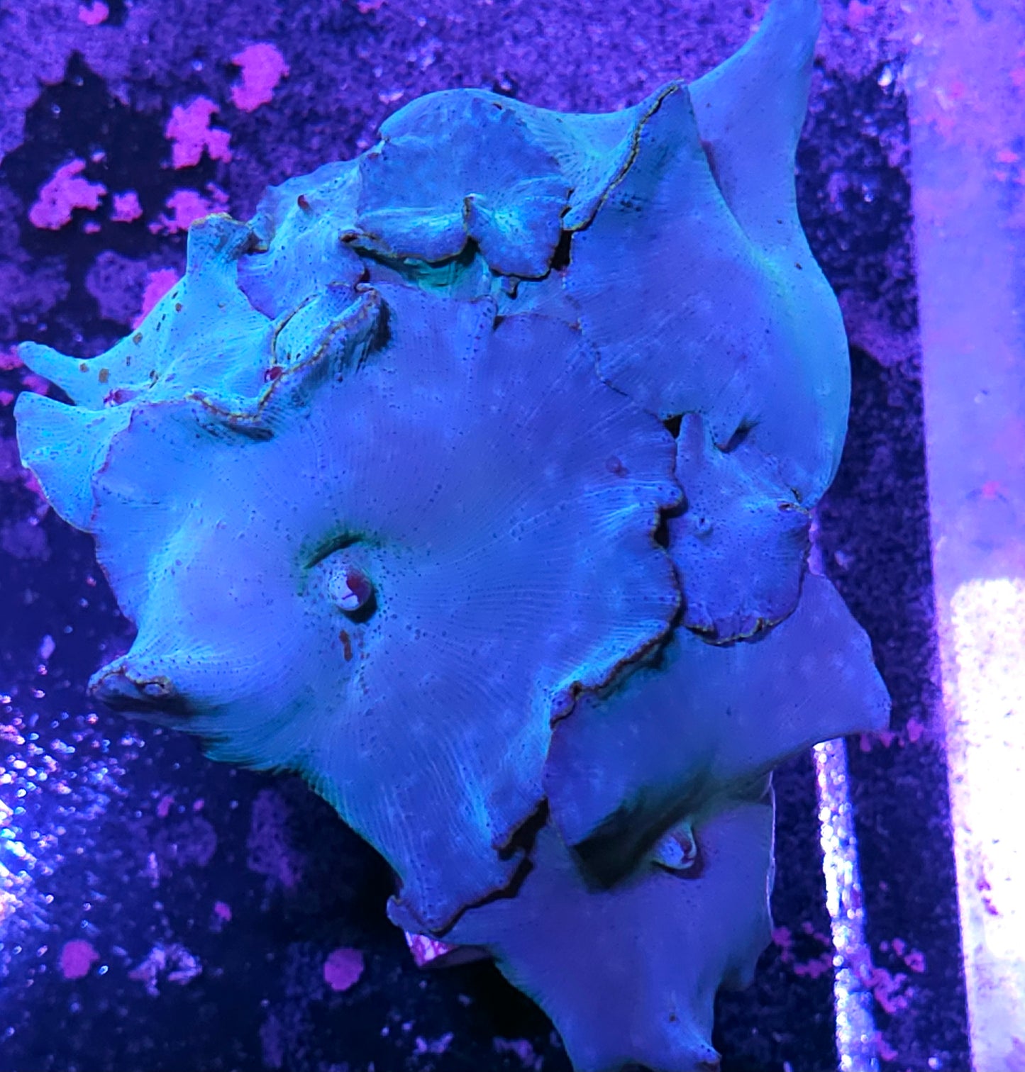 6" Turquoise Velvet Mushroom Colony