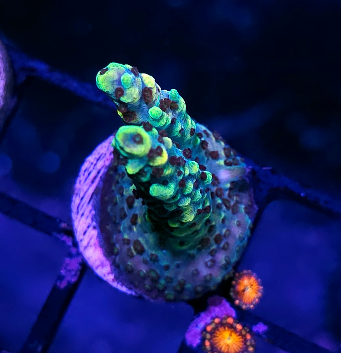 Hells Bells Acropora
