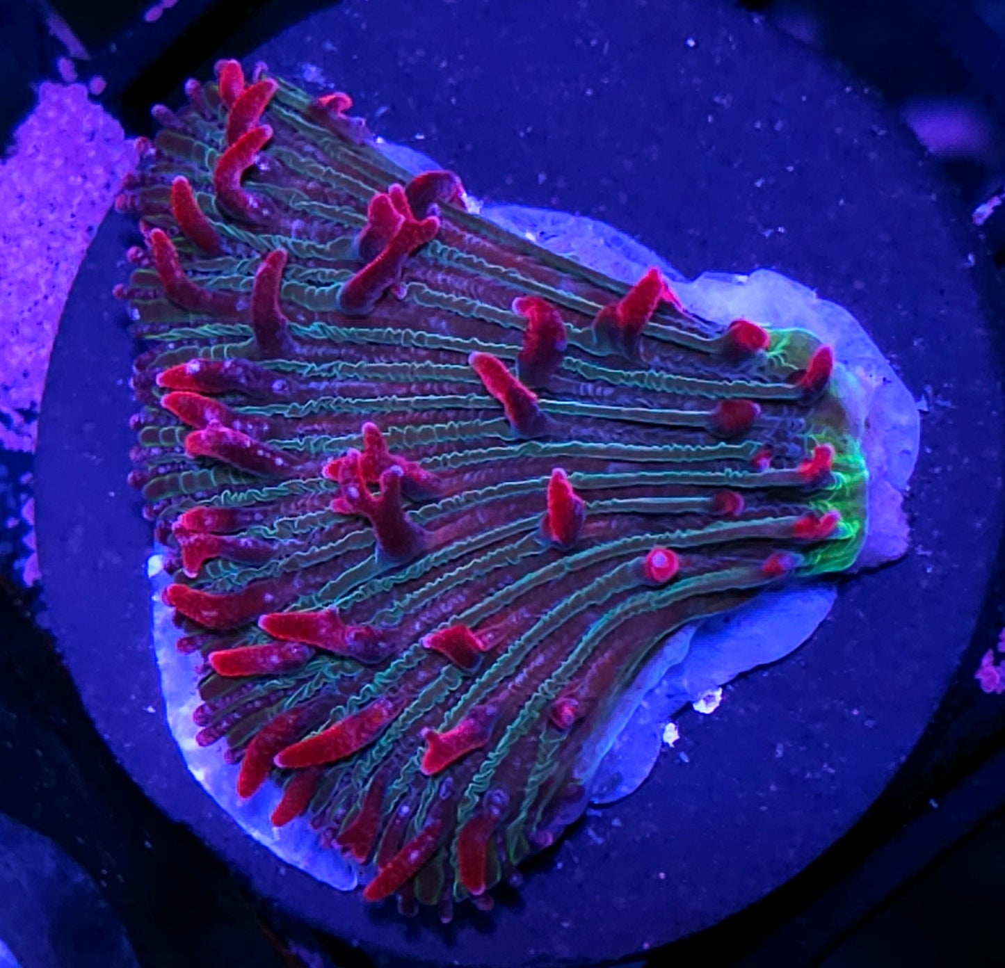 Unicorn Kisses Diaseris Plate