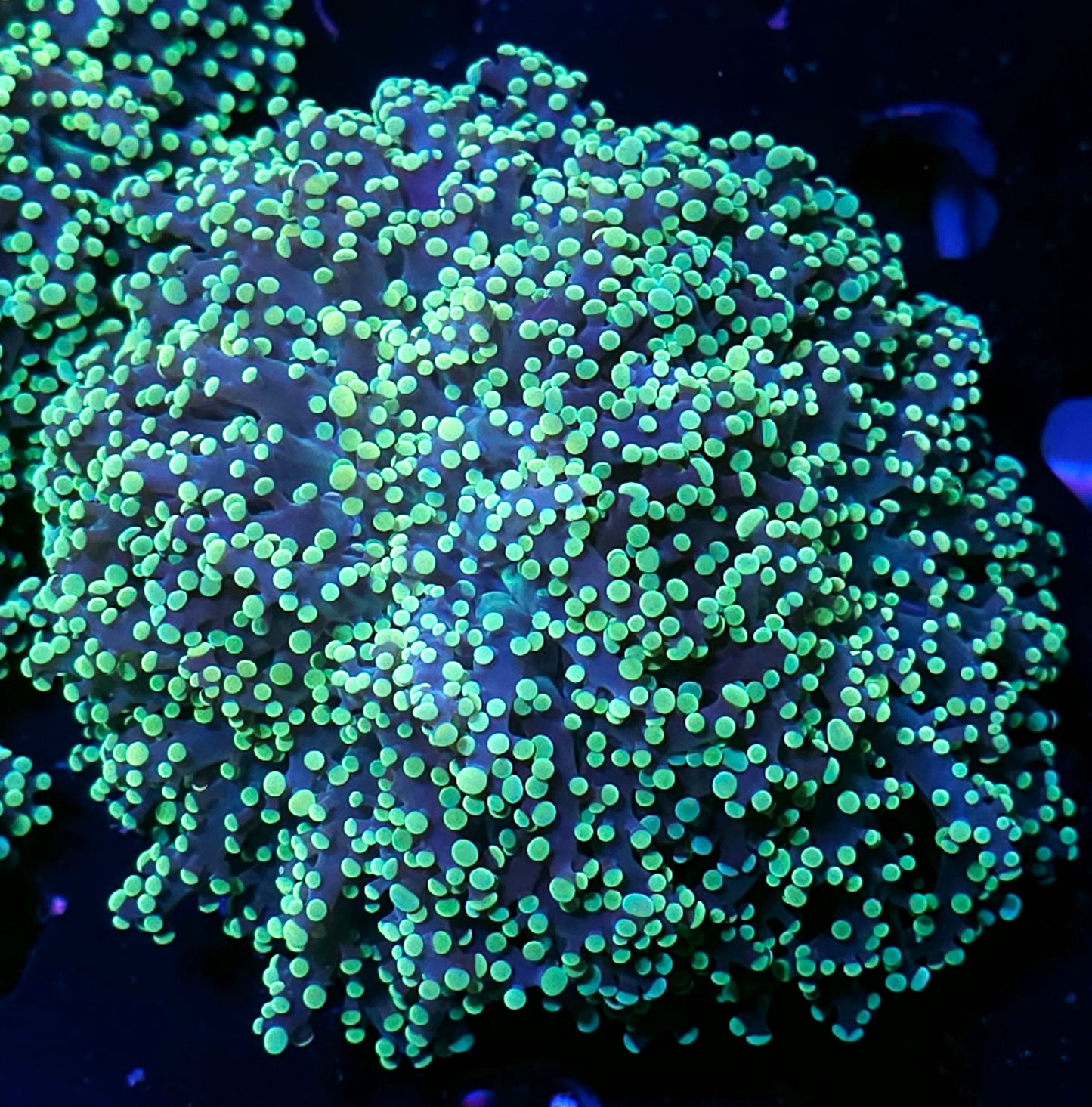 Giant Head Utopia Frogspawn