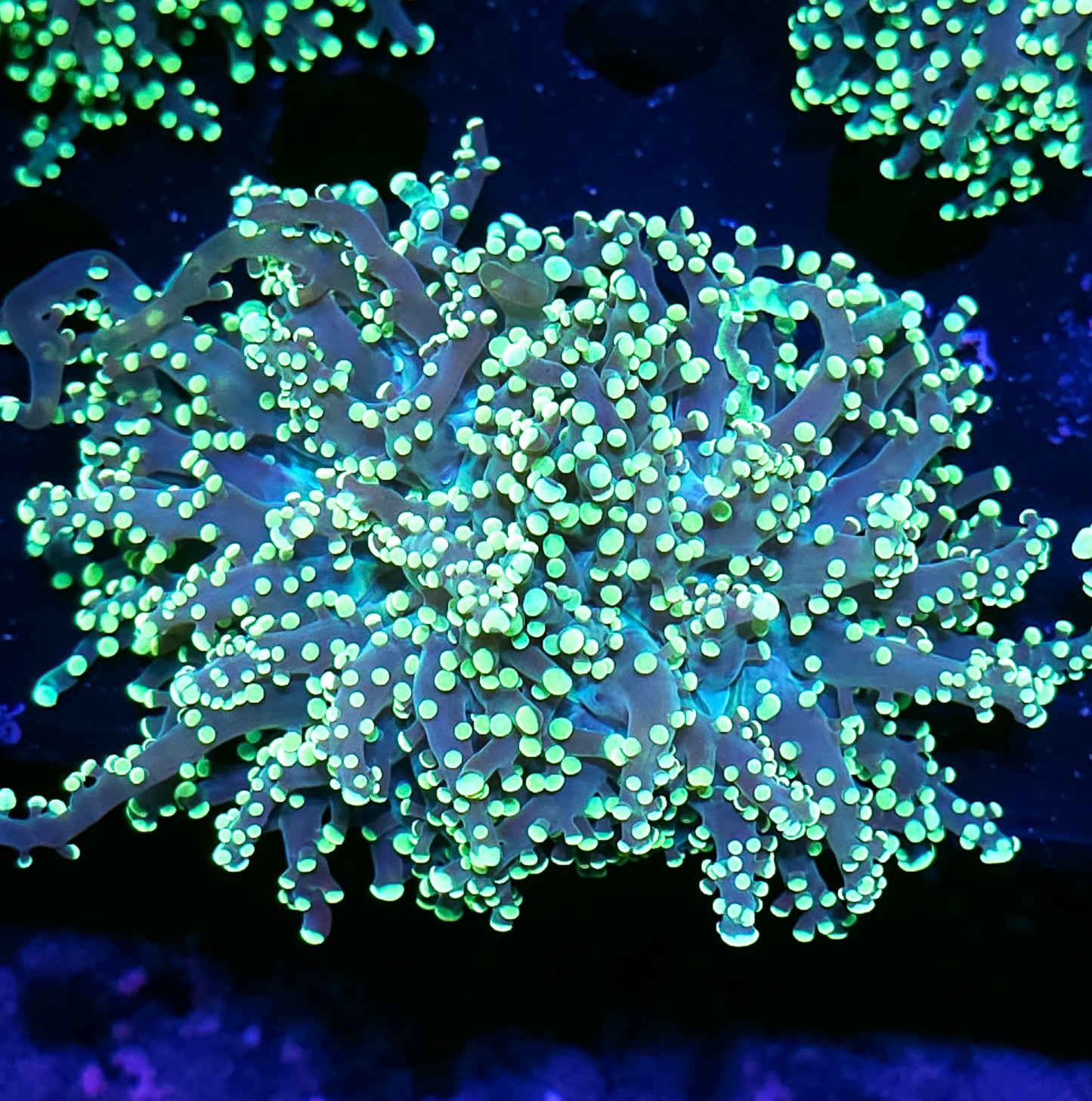Double Hotwire Frogspawn opens Big
