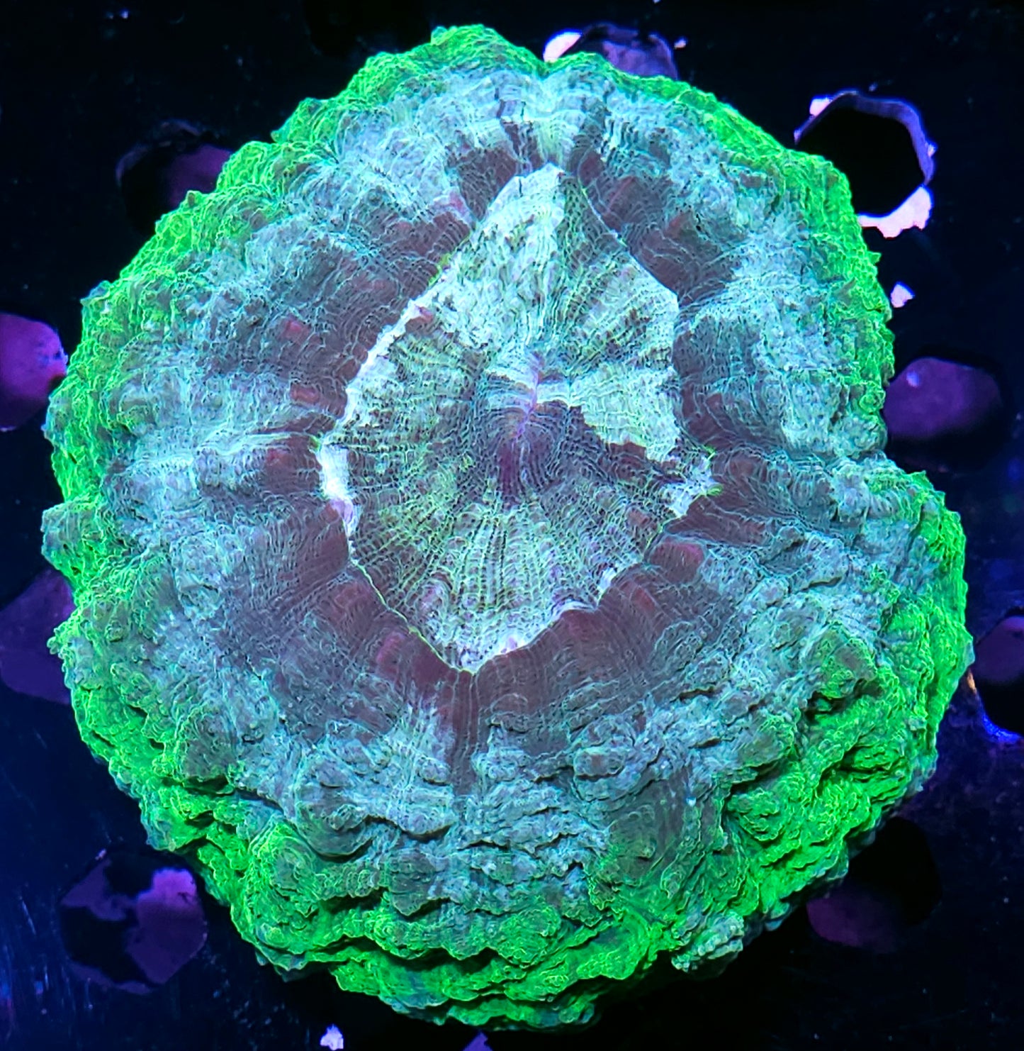 Reptile Acanthophyllia BIG