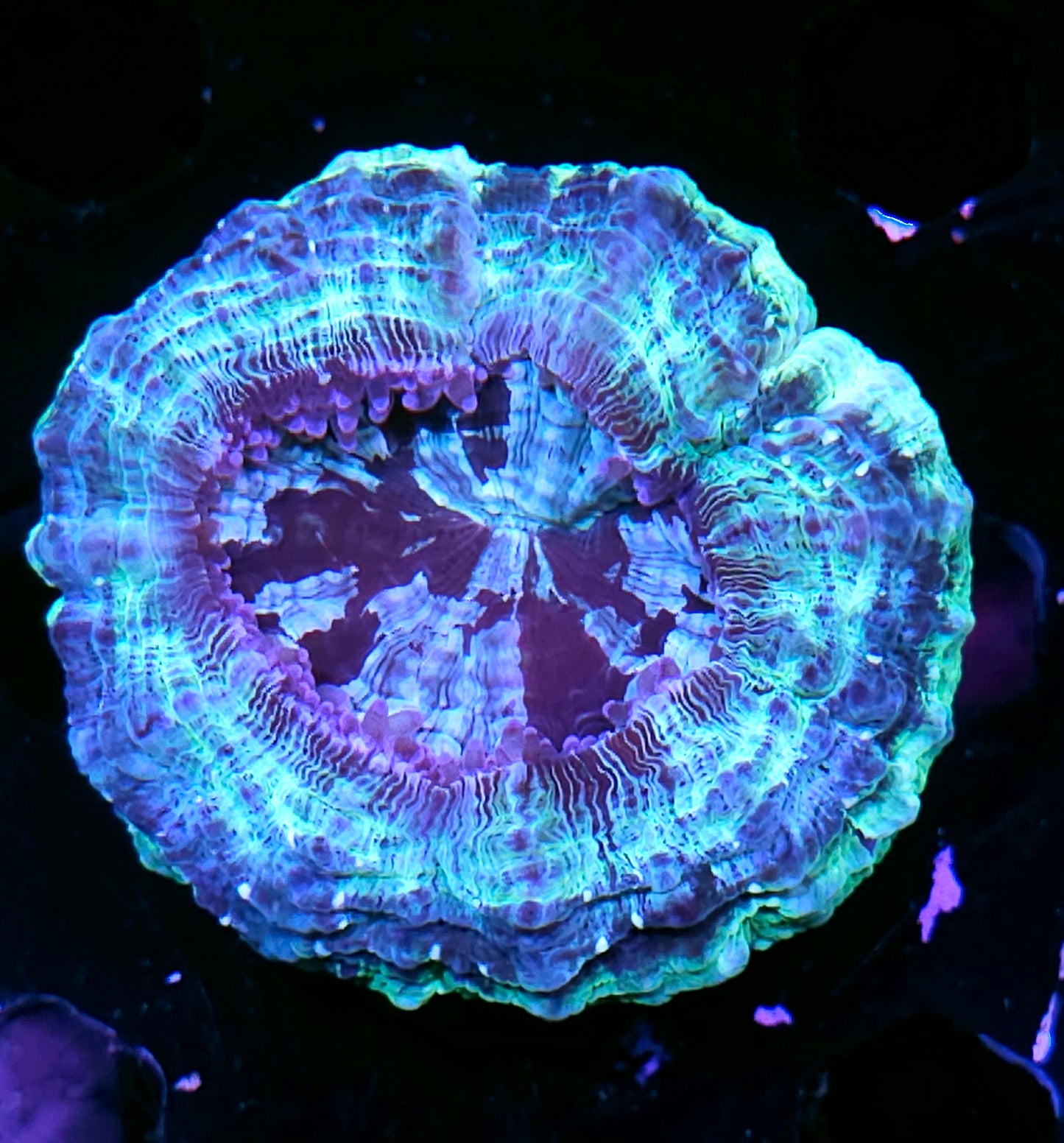 Bad Ass Acanthophyllia