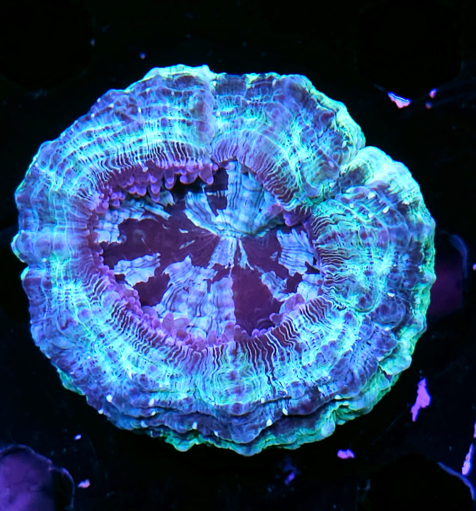 Bad Ass Acanthophyllia