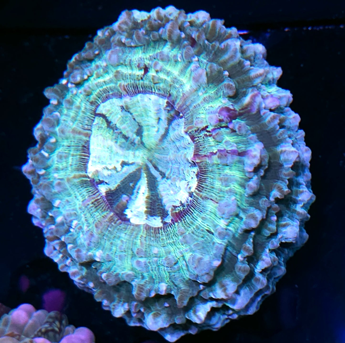 Epic Acanthophyllia