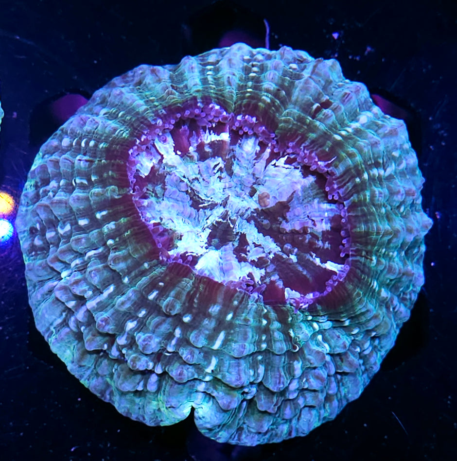 Crazy Acanthophyllia