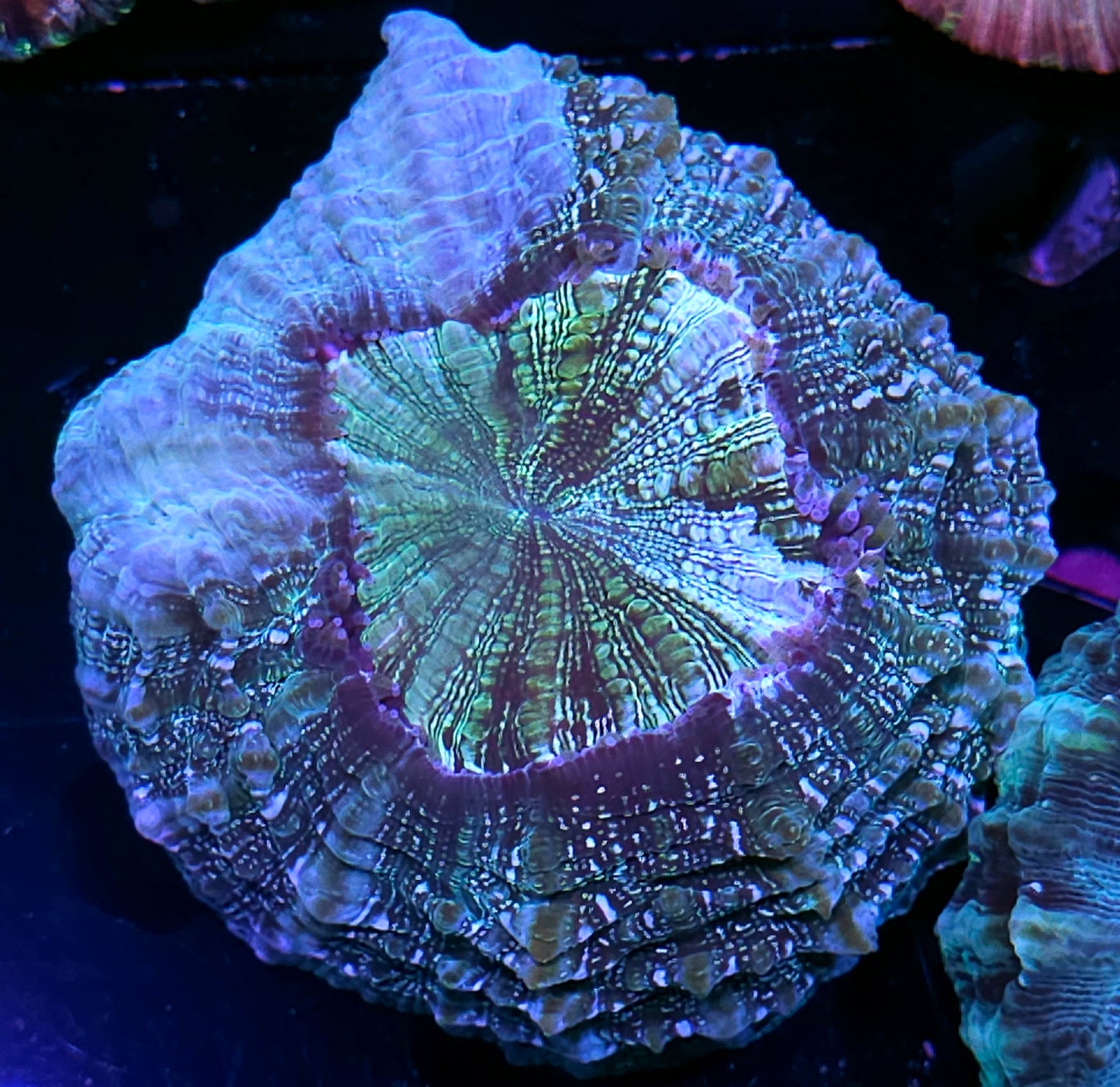 Spliced Acanthophyllia 👀 Look Good