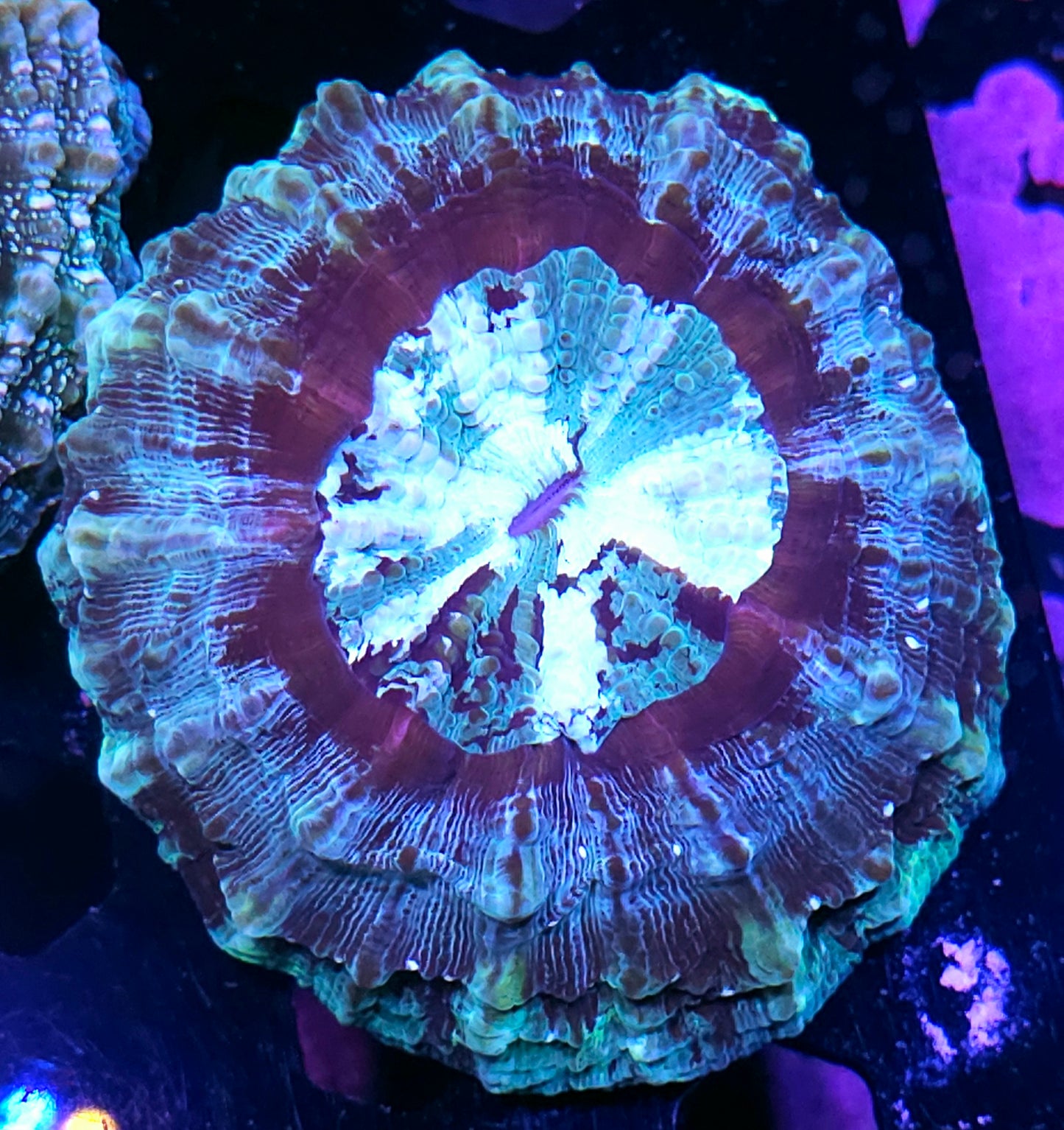 Bad Ass Acanthophyllia